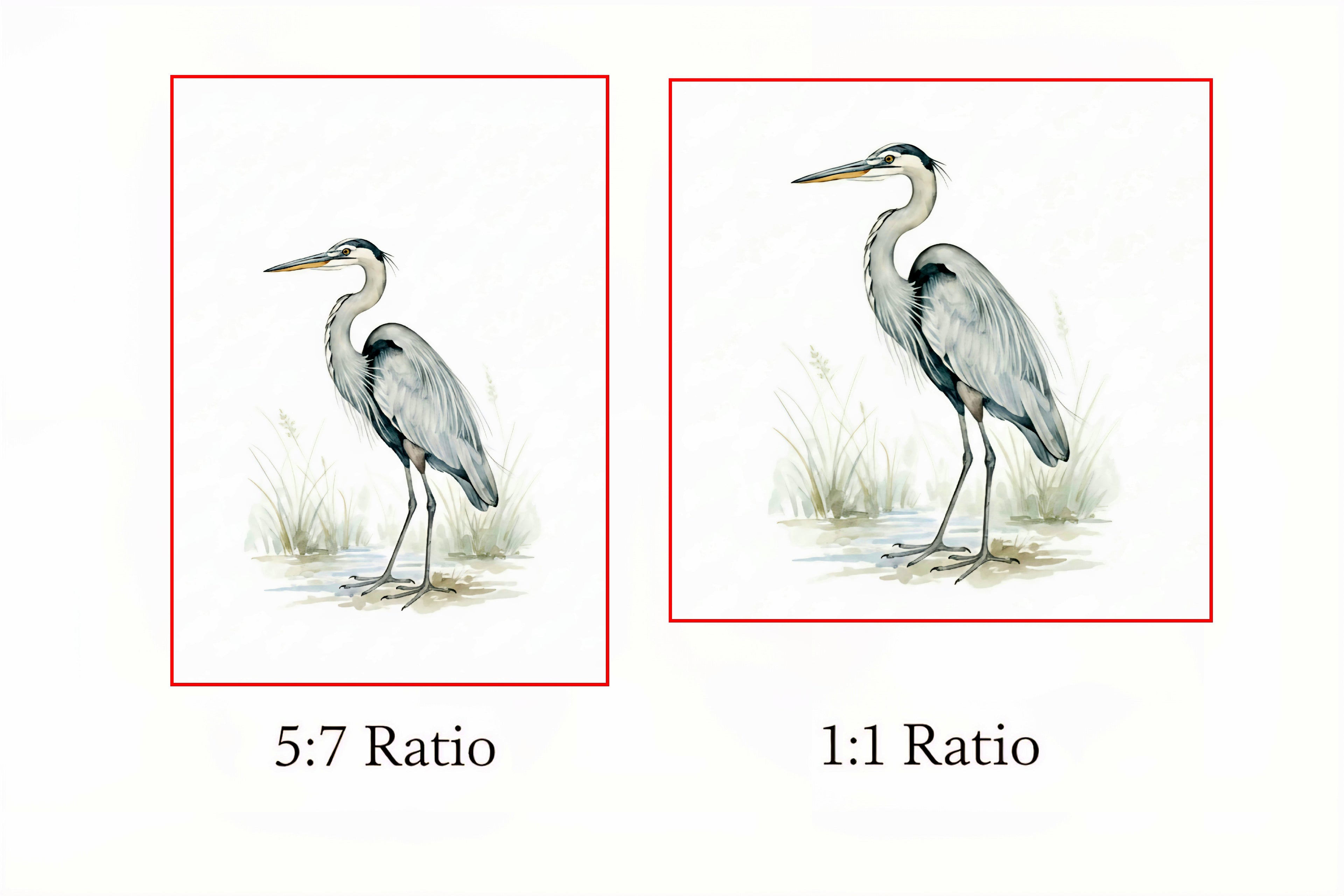 Two illustrations of a heron with text indicating 5:7 and 1:1 ratio.
