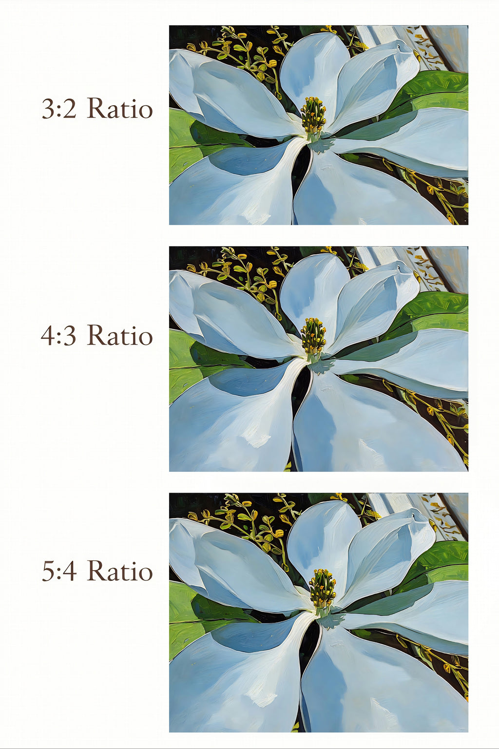 Three different aspect ratios displayed with a floral image.