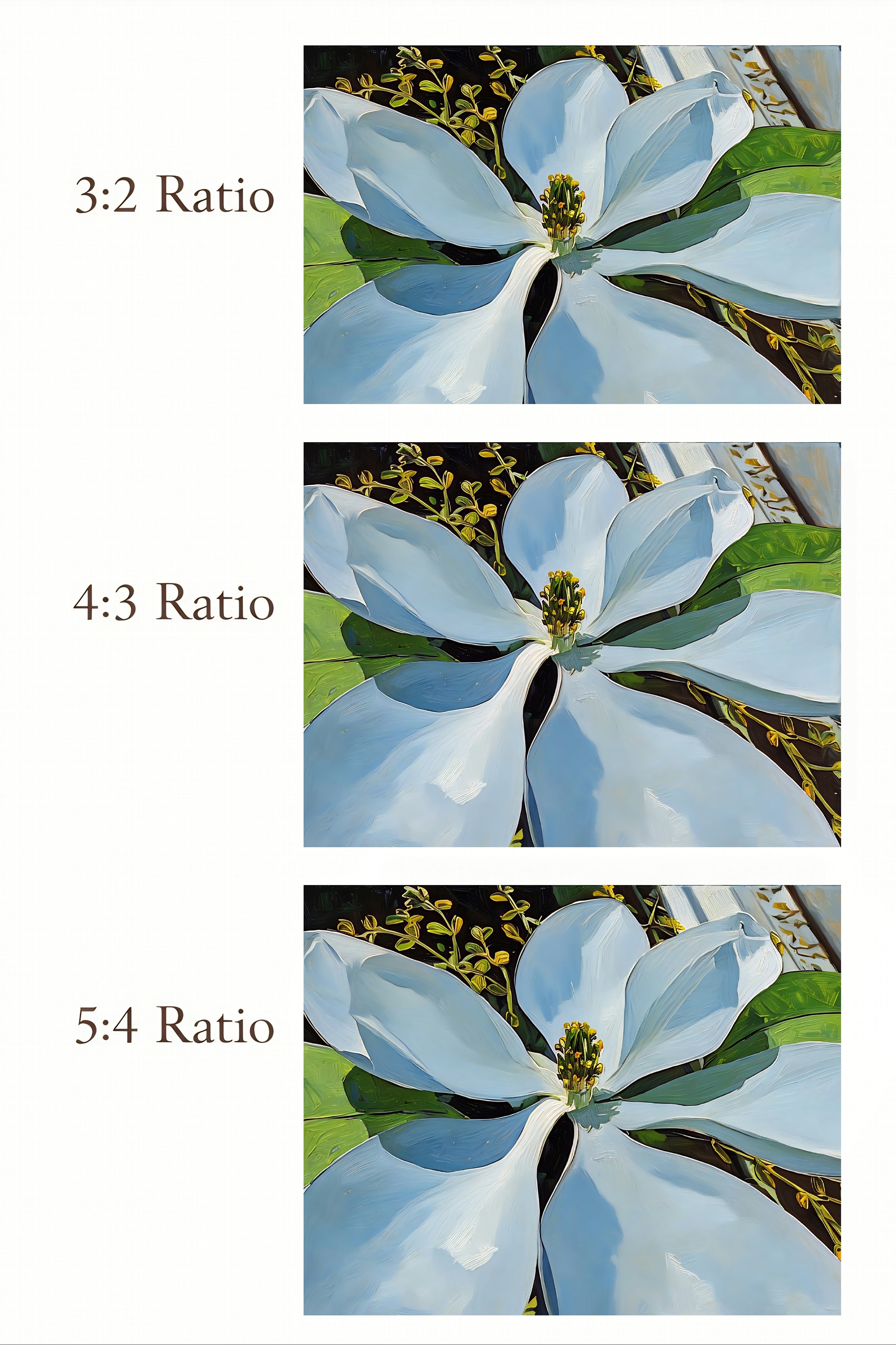 Three different aspect ratios displayed with a floral image.