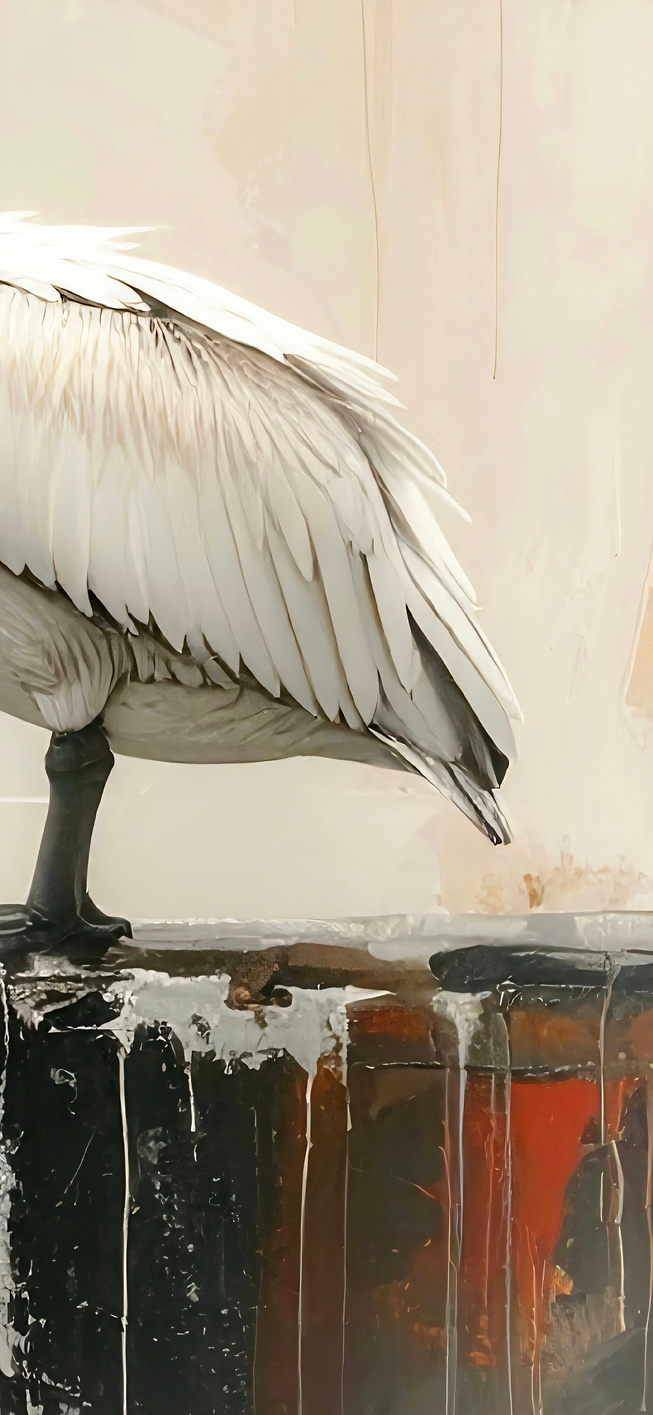 Close-up of a pelican with a blurred background