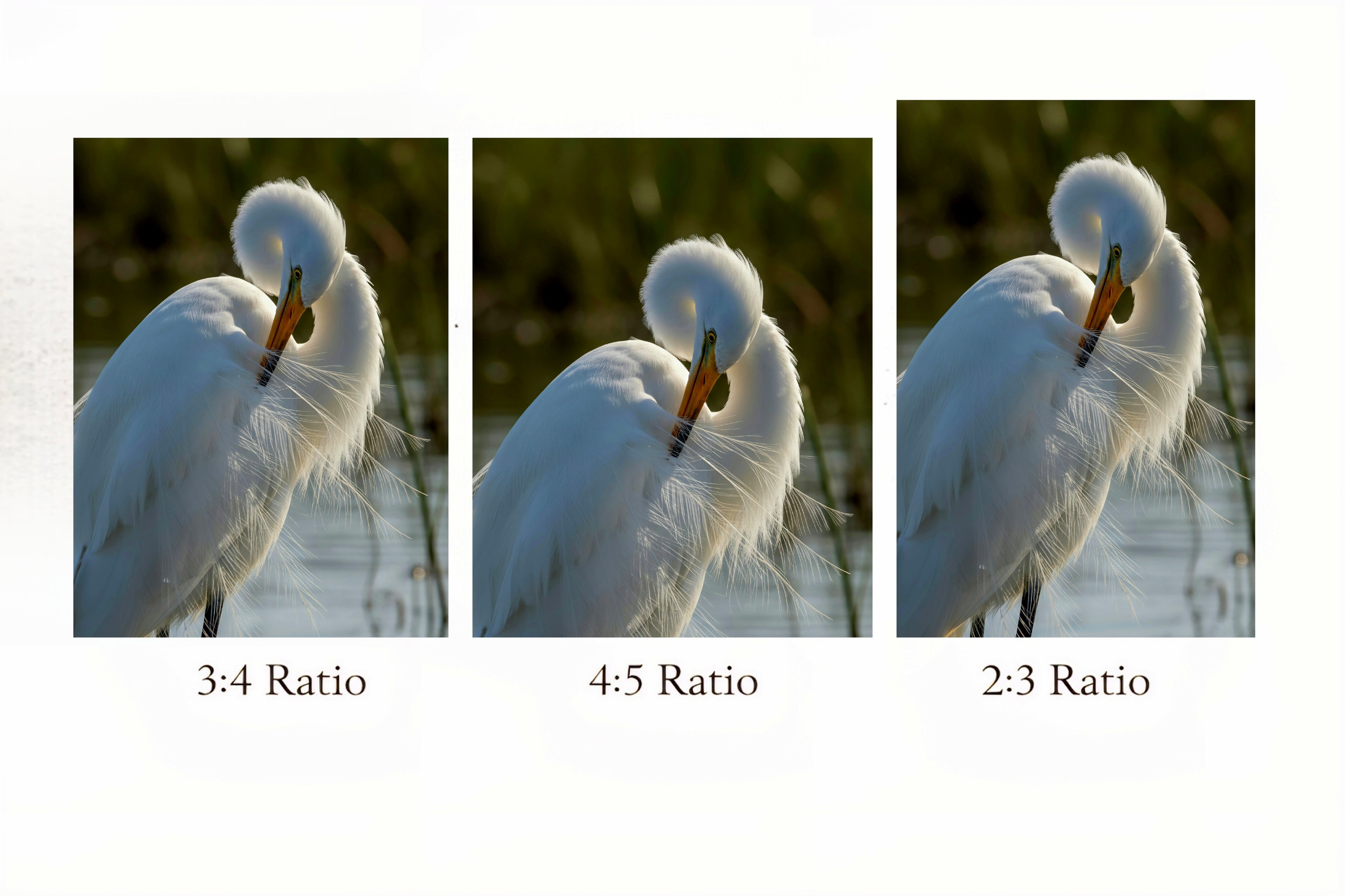 White Egret Wall Art Digital Download – Coastal Marsh Bird Printable Art – Neutral Coastal Decor – Instant Download