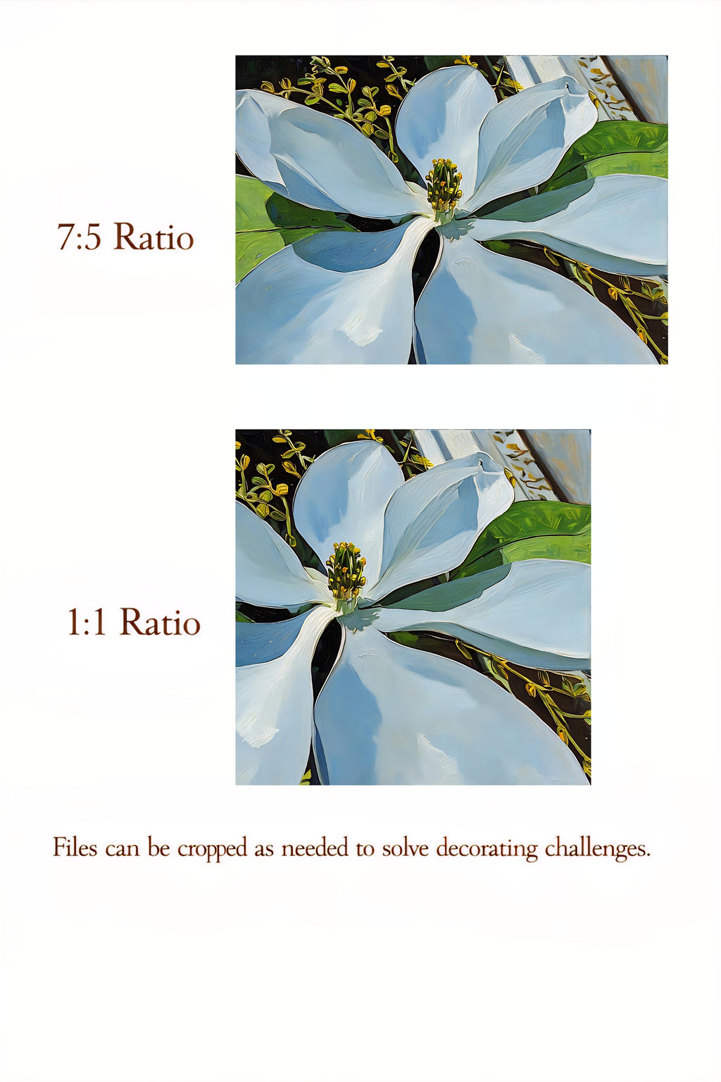 Two images of a white magnoliacwith green leaves, one labeled '7:5 Ratio' and the other '1:1 Ratio', on a white background.