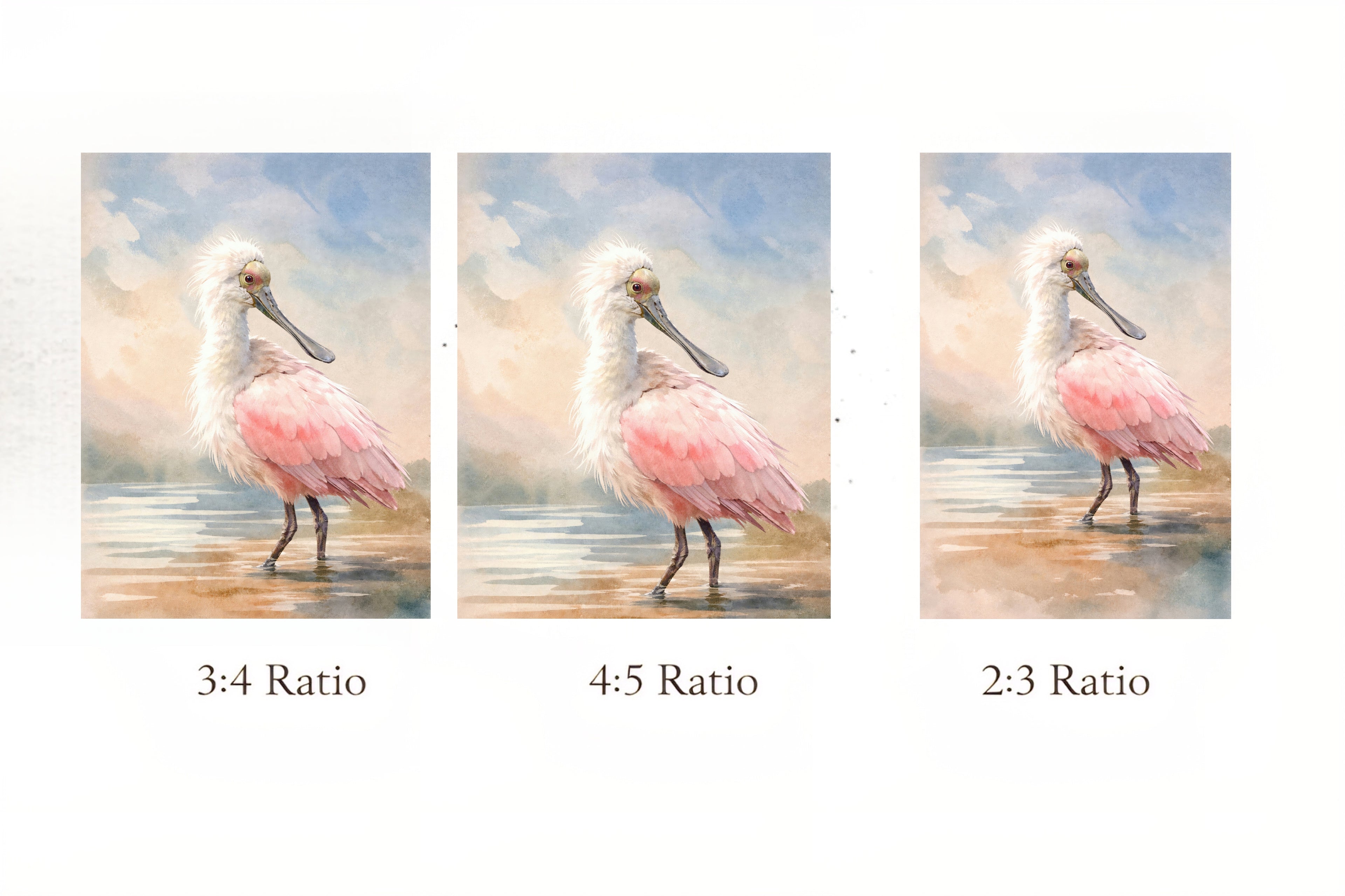 Three different aspect ratio of digital file examples with a pink spoonbill  bird on a beach.